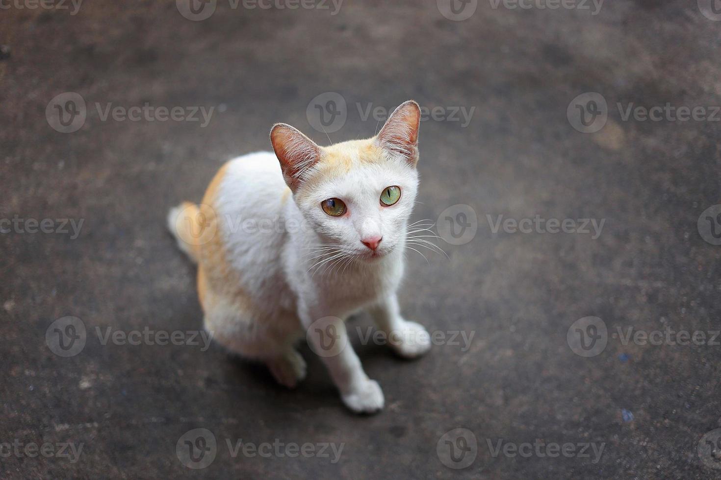 Katze mit weißer und goldener Farbe auf unscharfem braunem Hintergrund foto