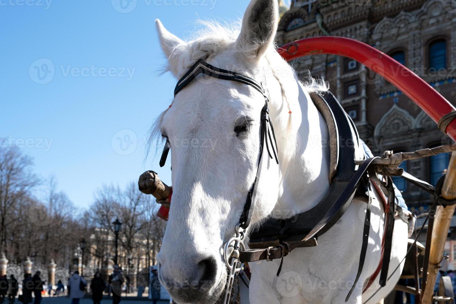 weißes Pferd mit Geschirr zum Gehen, Stehen und Dösen foto