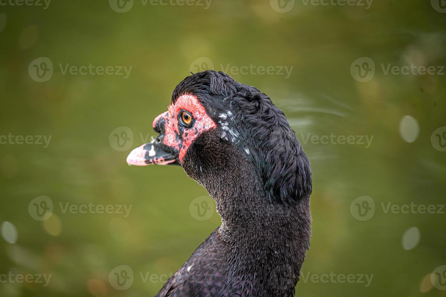 Foto von Barbarie-Ente