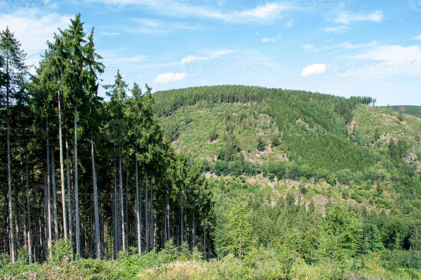 Landschaft mit Bäumen foto