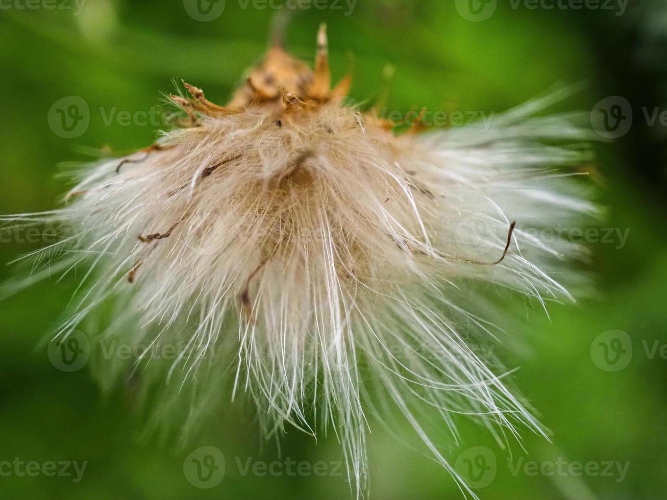 Nahaufnahme eines Löwenzahns foto