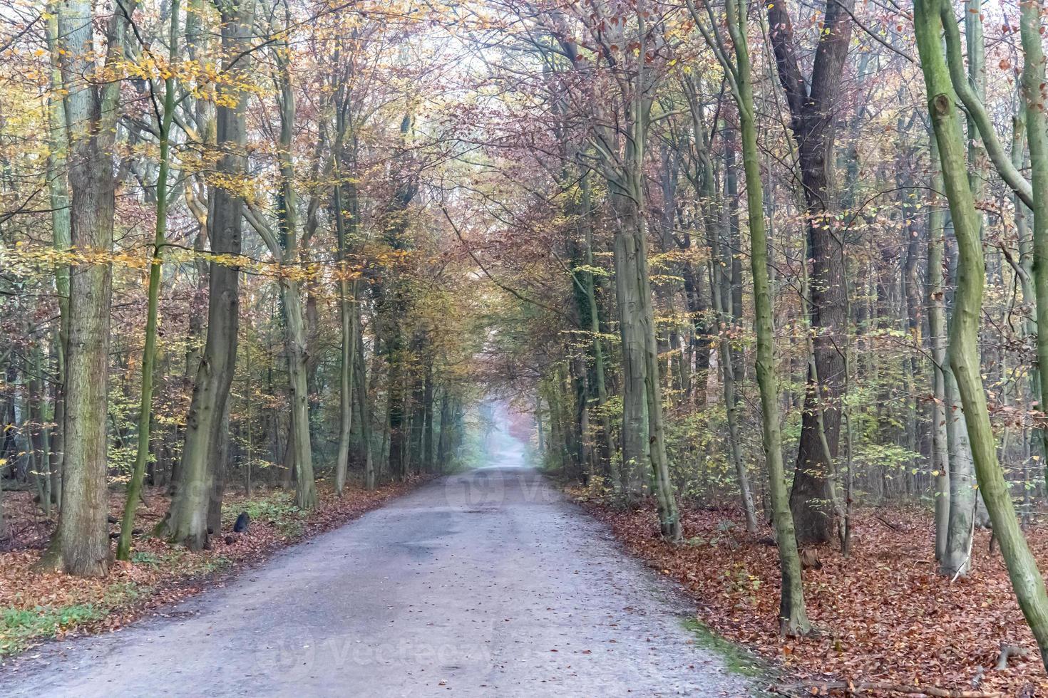 Weg in einem Wald foto