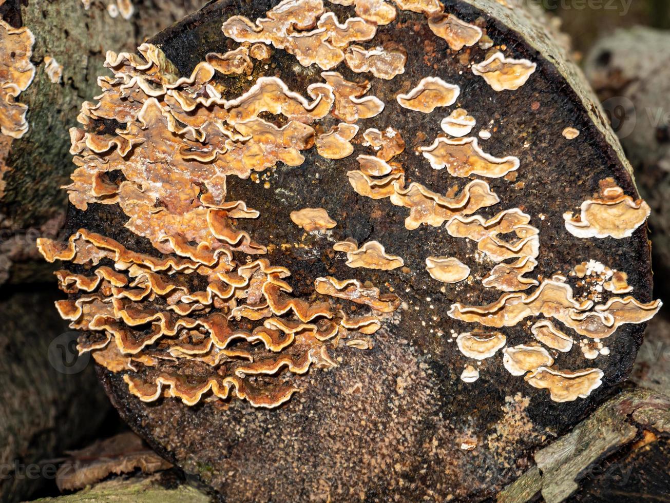 schöne Pilze im Herbst, giftig foto