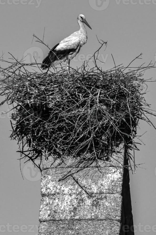 Vertikale Graustufenaufnahme von wunderschönen, lieblichen Störchen, die auf einem Nest an der Spitze eines Turms sitzen foto