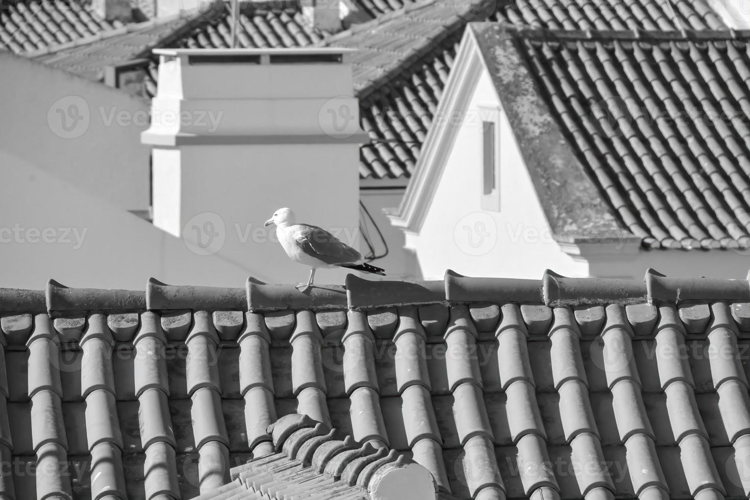 Graustufenaufnahme einer Möwe auf dem Dach mit Schornstein foto