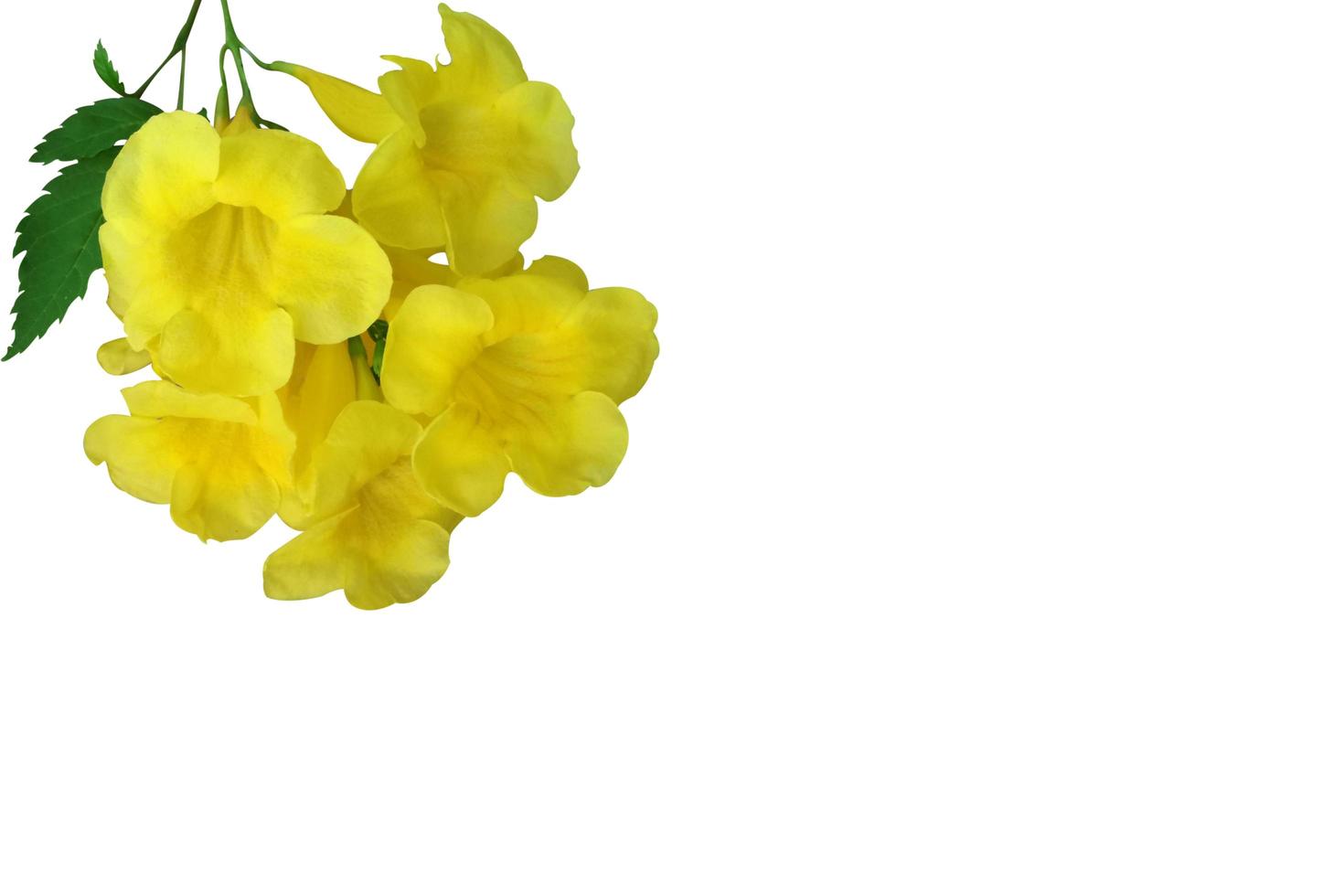 gelbes Blumenisolat auf weißem Hintergrund. foto
