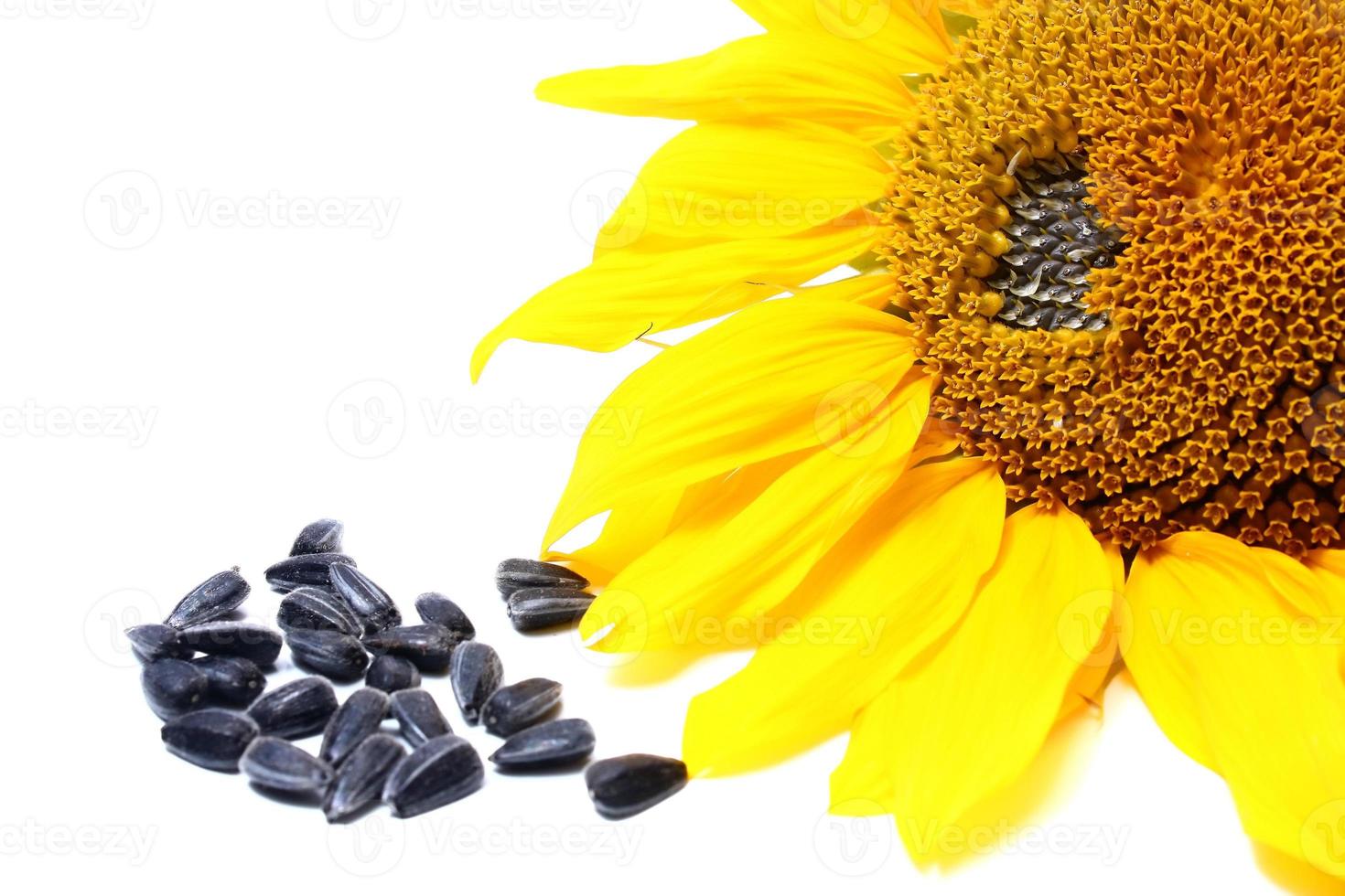 Blütenblatt der Sonnenblumenpflanze foto