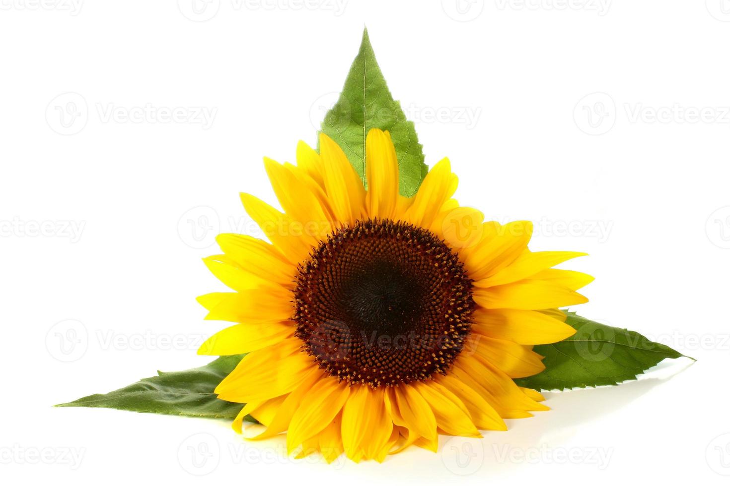 Blatt der Sonnenblumenpflanze foto