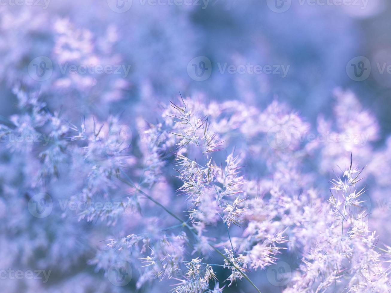 getöntes Bild der Vegetation, Grasdickichte, Unkraut kalter blauer heller Hintergrund foto