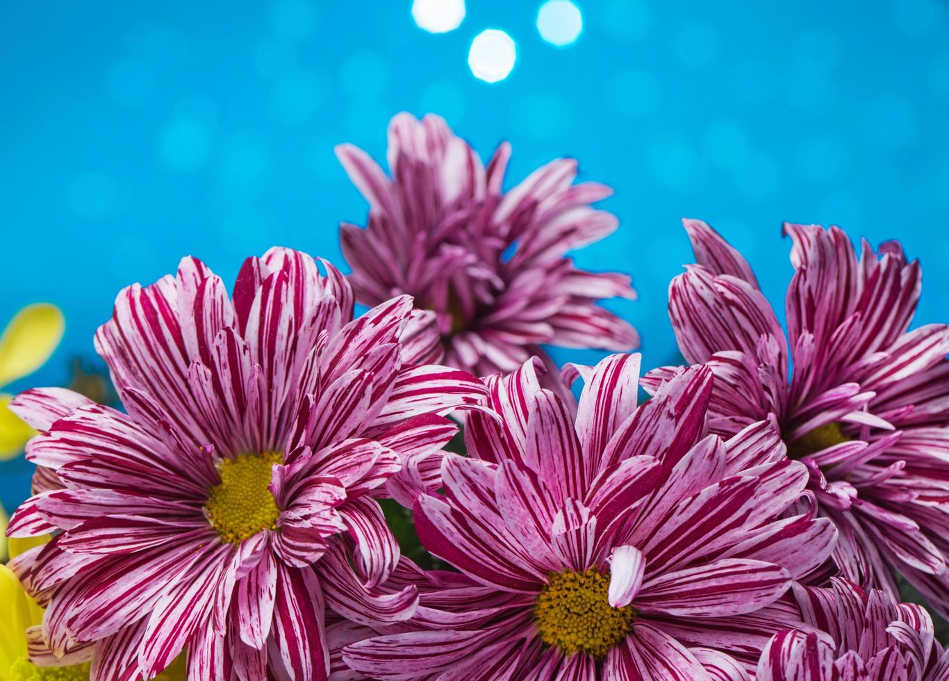 Blumen über blauem Bokeh-Hintergrund foto