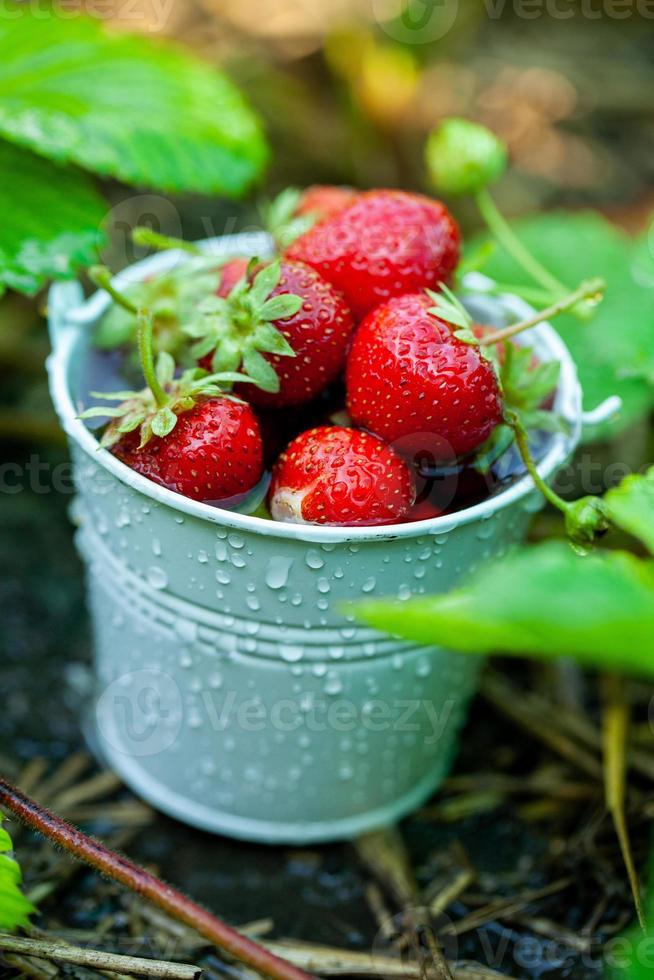 frische Erdbeeren im Garten. Bio-Lebensmittel. gesunde Beeren in einer Schüssel. rote Früchte. foto