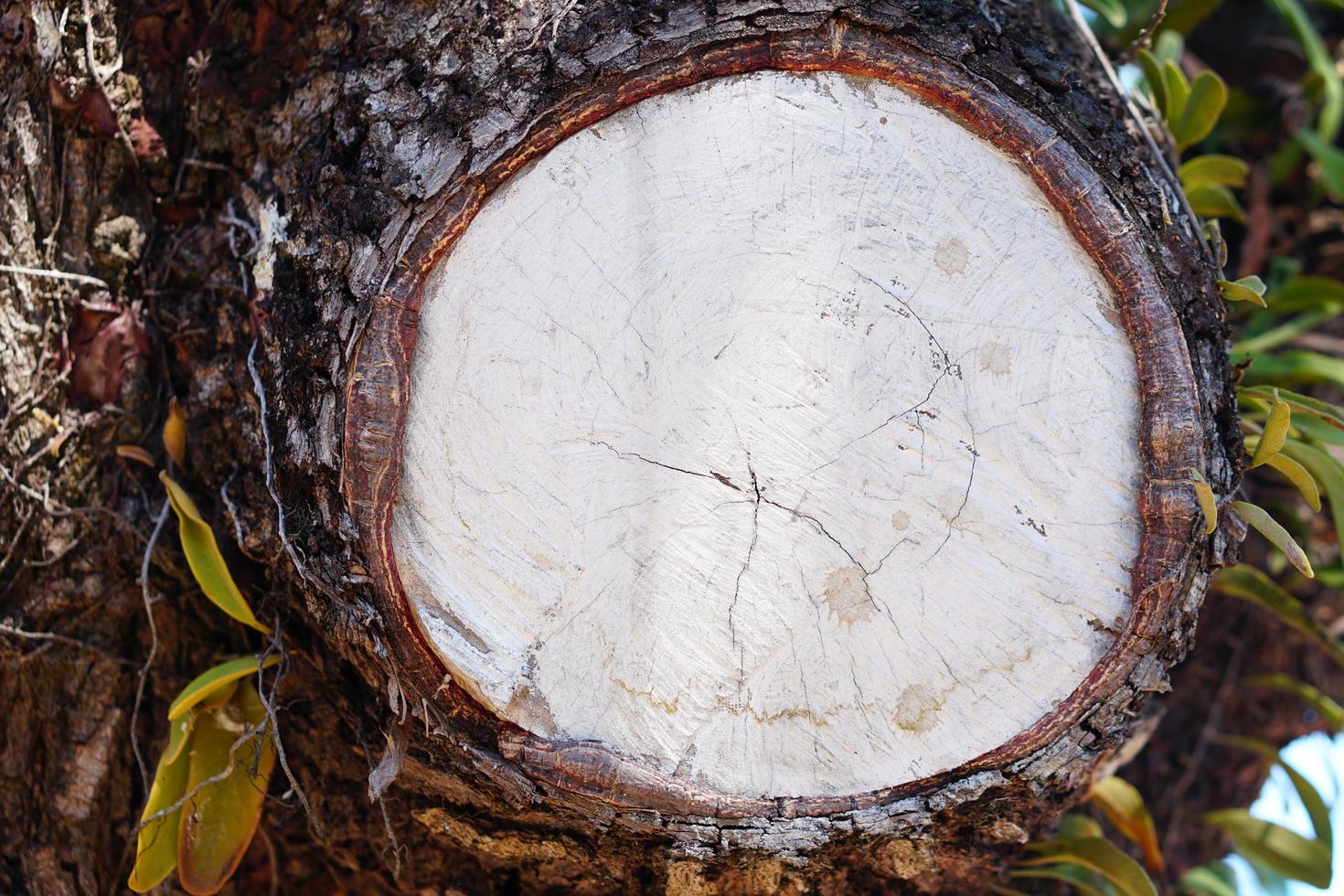 geschnittener Baumstamm im Wald foto