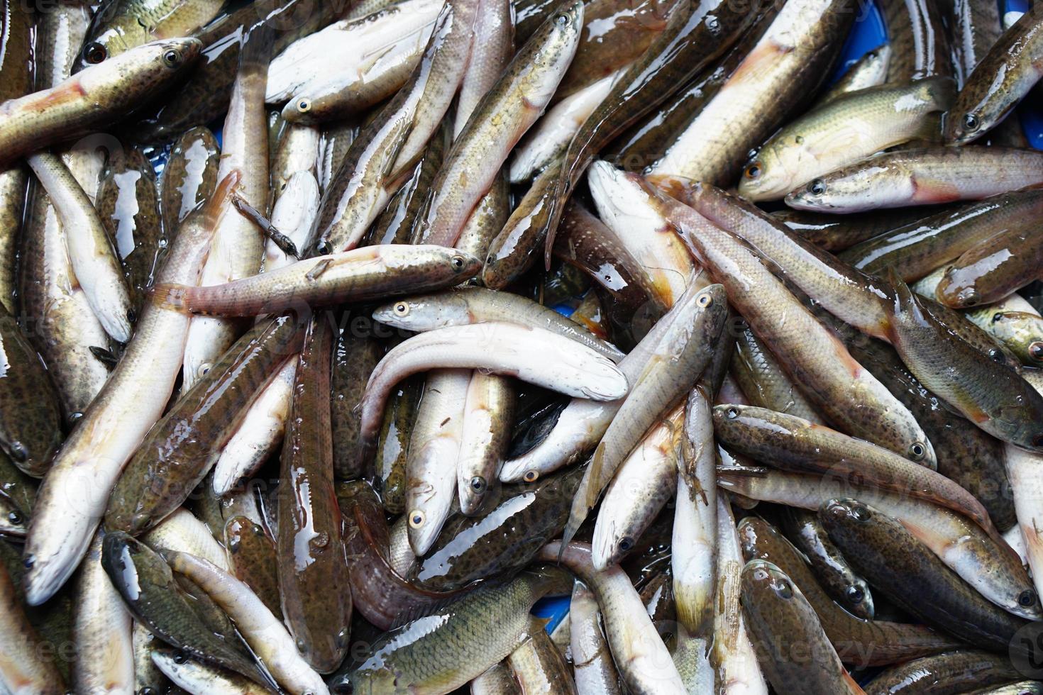 kleine fische im feld mit viel kalzium foto