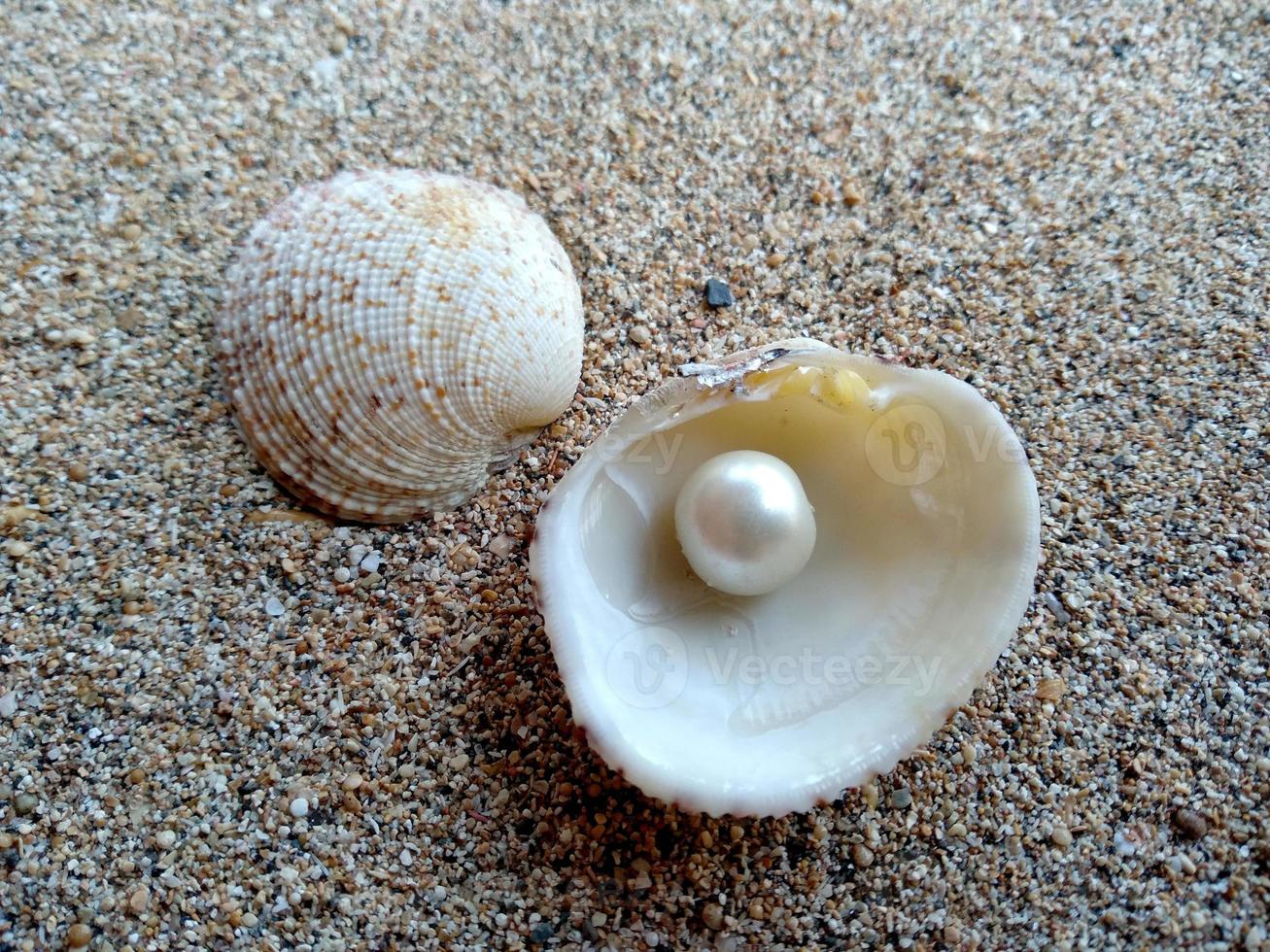 Muschel mit einer Perle im Sand foto