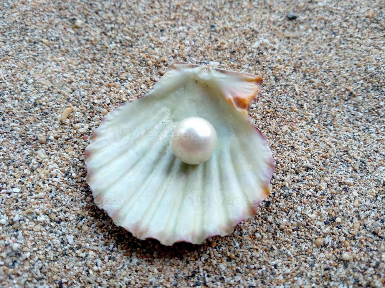 Muschel mit einer Perle im Sand foto