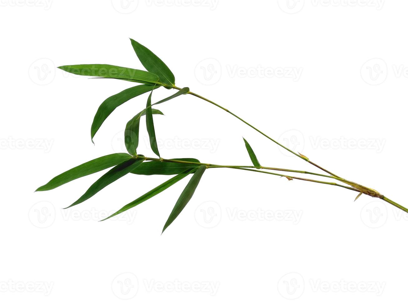 Bambusblätter isoliert auf weißem Hintergrund. Bambusblatt auf weißem Hintergrund foto