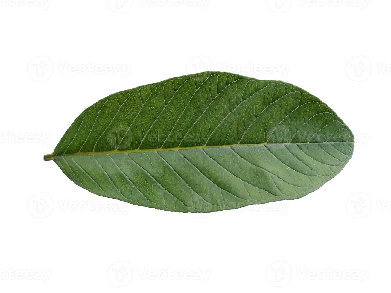 psidium guajava oder guavenblätter lokalisiert auf weißem hintergrund foto