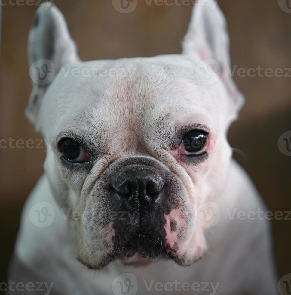 hundegesicht, französische bulldogge, weißer hund, faltiges gesicht, gesichtsfokus in nähe. foto