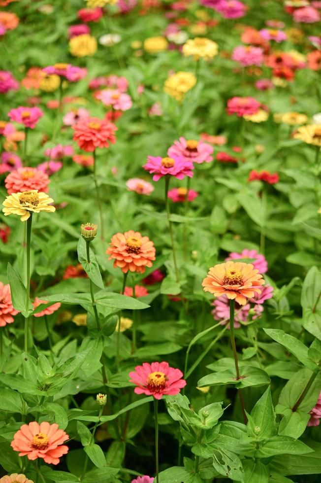 zinnia blumen, bunte blumen, tropische blumen, thailändische blumen, nahaufnahme. foto