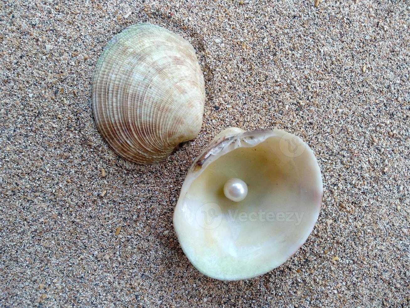 Shell mit einer Perle auf einem Strandsand foto