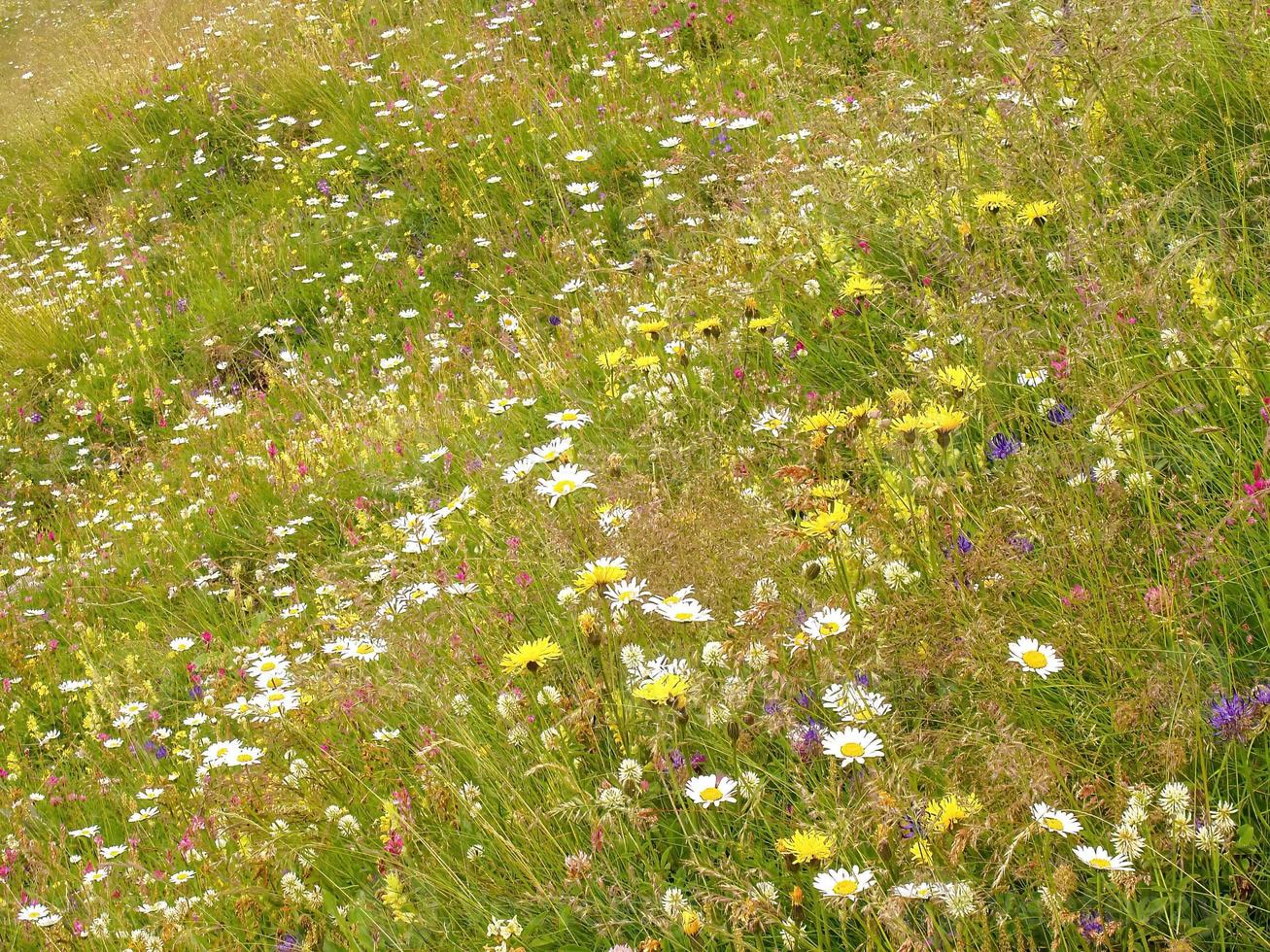 Gänseblümchen auf der Wiese foto