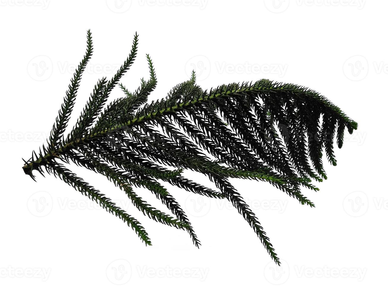 Hoop Pine Leaves oder Norfolk Island Pine Leaf auf weißem Hintergrund foto