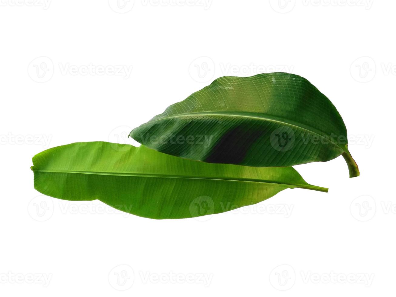 Musaceae oder Bananenblatt auf weißem Hintergrund foto