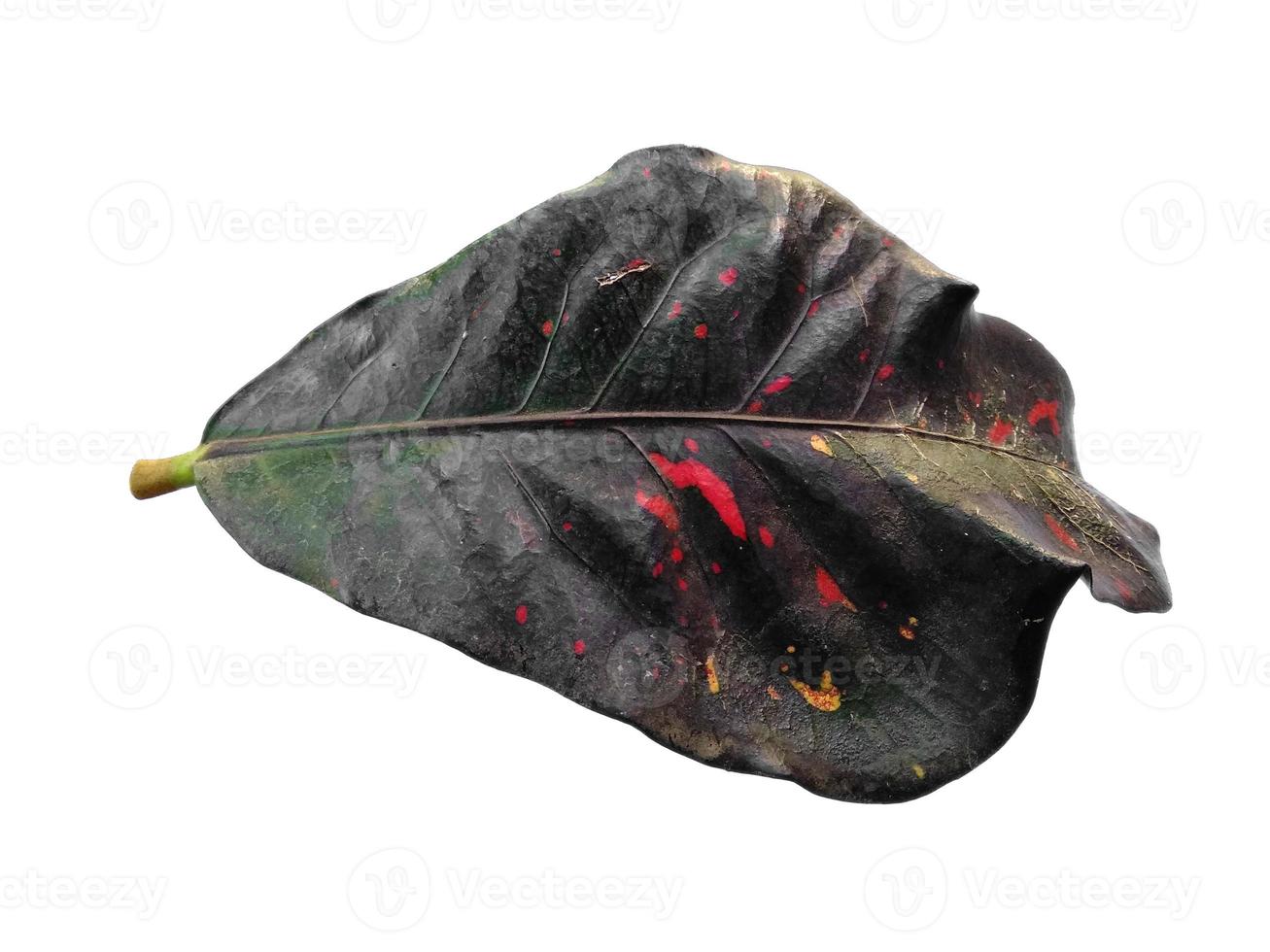 codiaeum variegatum Blätter isoliert auf weißem Hintergrund foto