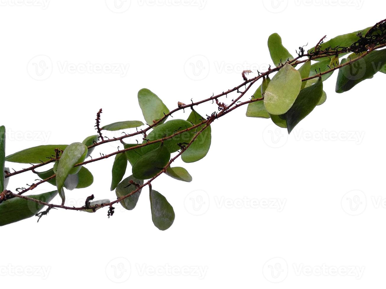 Drachenschuppen oder Pyrrosia Piloselloides auf weißem Hintergrund. grüne Pflanze hängt foto