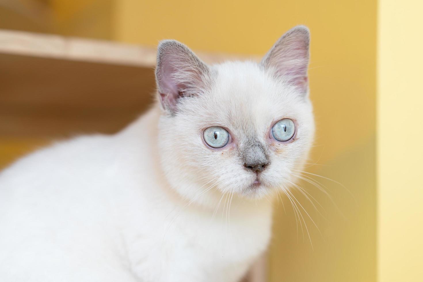 süße katze, die sich umschaut, konzept von haustieren, haustieren. Nahaufnahmeporträt der Katze, die sich hinsetzt und sich umschaut foto