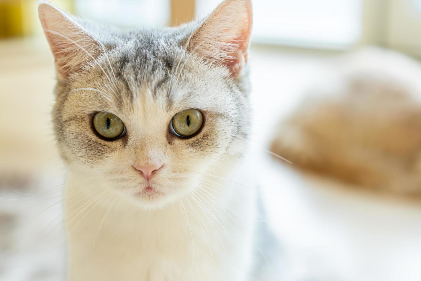 Katze mit geneigtem Kopf drinnen. Katze schaut in die Kamera. Porträt einer Katze mit gelben Augen. foto