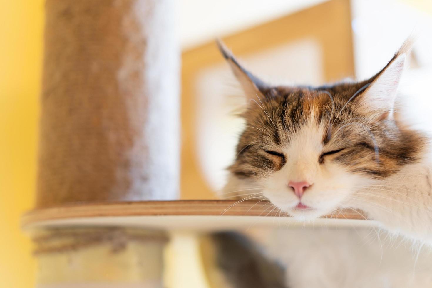 Katze schläft auf einem Holztisch. schlafende Katze foto