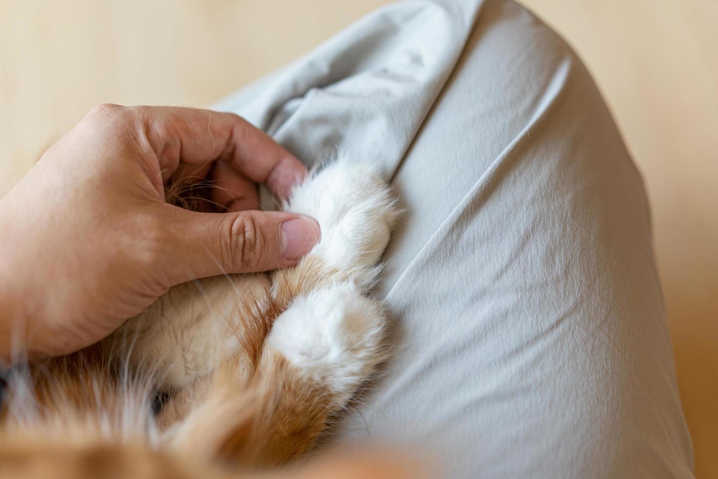 Katzenpfote in der Hand des Menschen. Freundschaft mit einem Haustier. Hilfe und Pflege von Tieren. Nahansicht. Mann Hand hält Bein Katze für die Liebe. foto