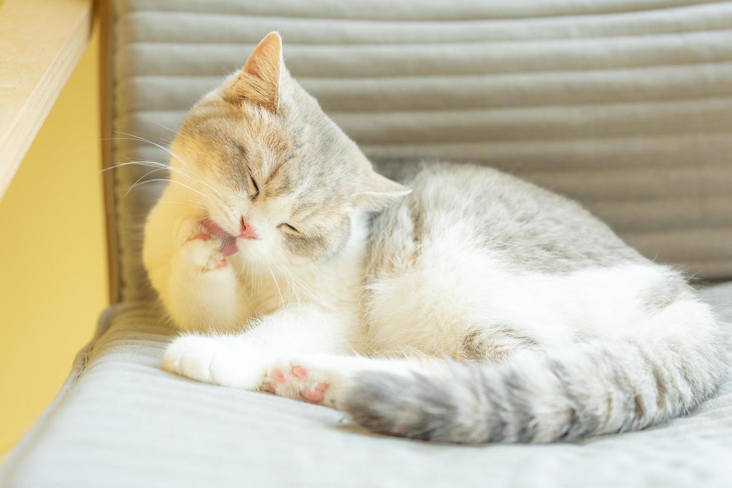 katze, die sich zu hause pflegt. Katze leckt Pfoten und wäscht Gesicht. foto
