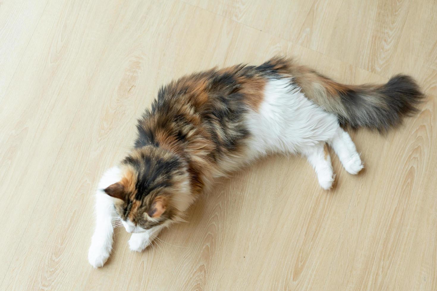 Katze schläft auf einem Holztisch. schlafende Katze foto