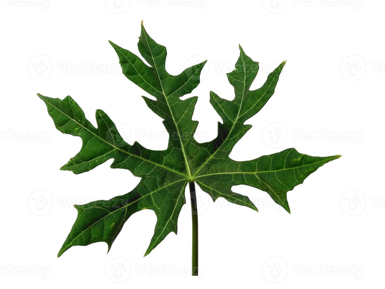 cnidoscolus aconitifolius Blatt isoliert auf weißem Hintergrund. grüne Blätter auf weißem Hintergrund foto