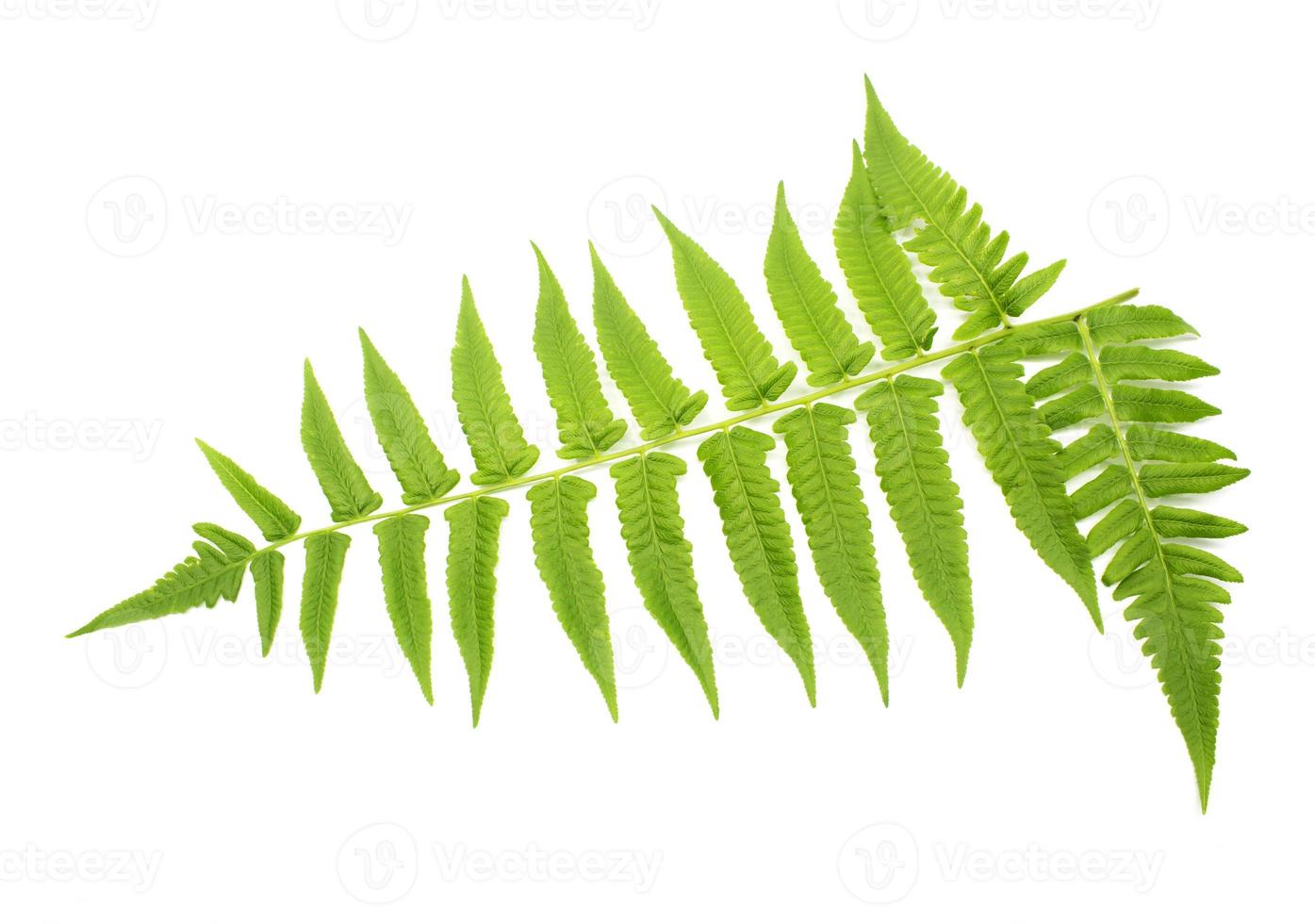 grüne Blätter des Farns isoliert auf weiß foto