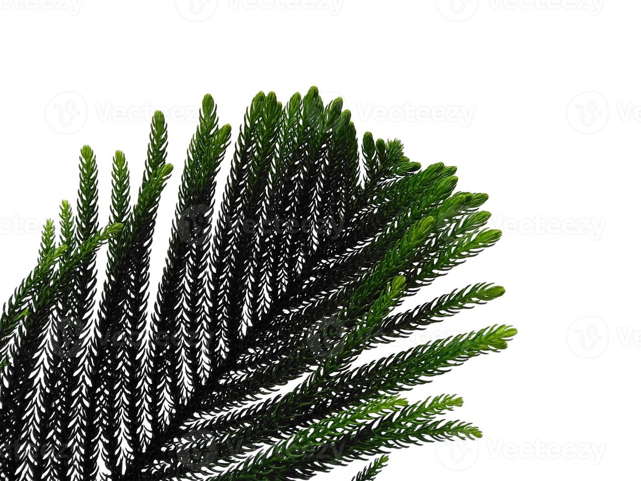 Hoop Pine Leaves oder Norfolk Island Pine Leaf auf weißem Hintergrund foto