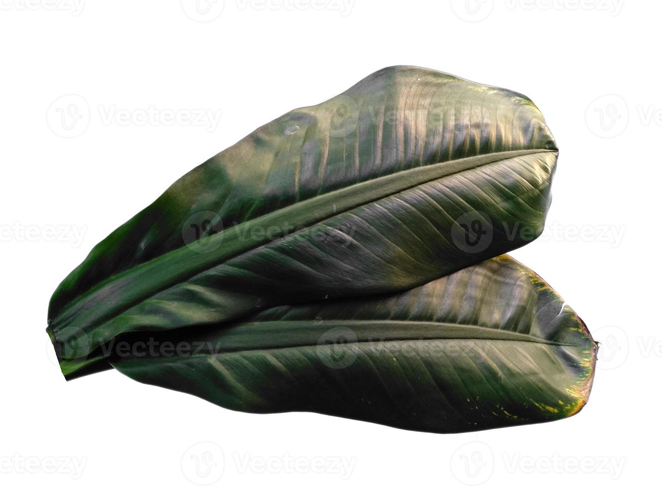 grüne Pflanze oder Blätter isoliert auf weißem Hintergrund foto
