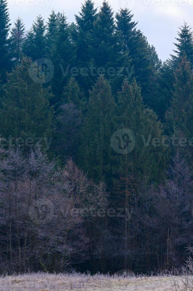 Wald und die ganze Schönheit des Morgenfrosts im frühen Winter, Herbstfröste auf dem Gras und den Bäumen. foto