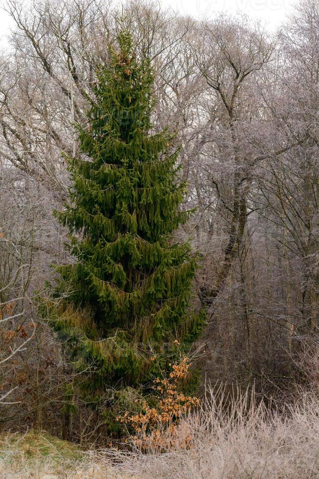 Wald und die ganze Schönheit des Morgenfrosts im frühen Winter, Herbstfröste auf dem Gras und den Bäumen. foto