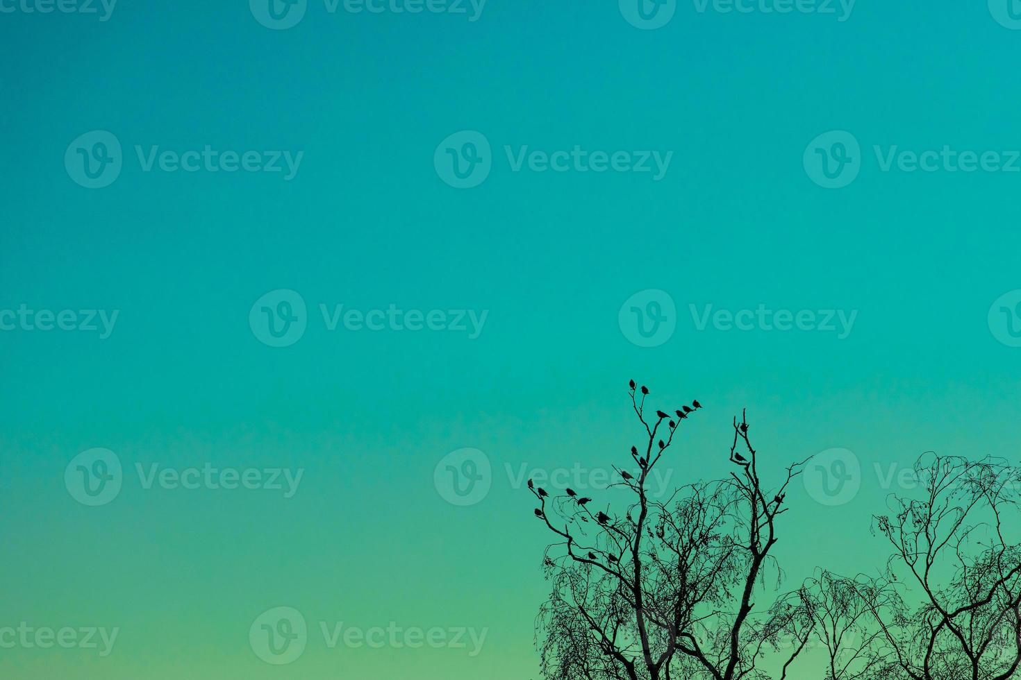 Vögel sitzen auf Ast unter türkisfarbenem Himmel foto