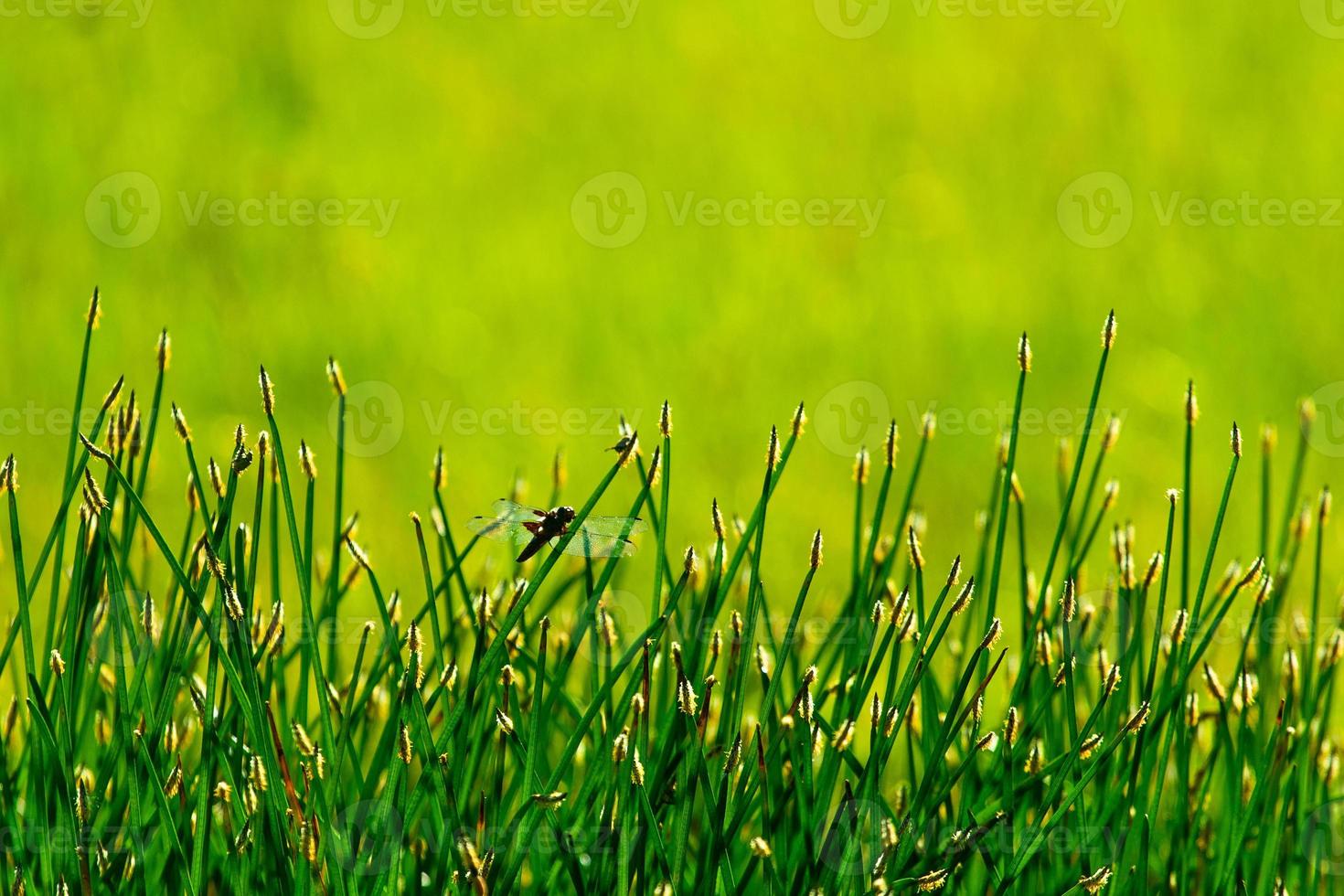 Libelle ruht auf grünem Gras foto