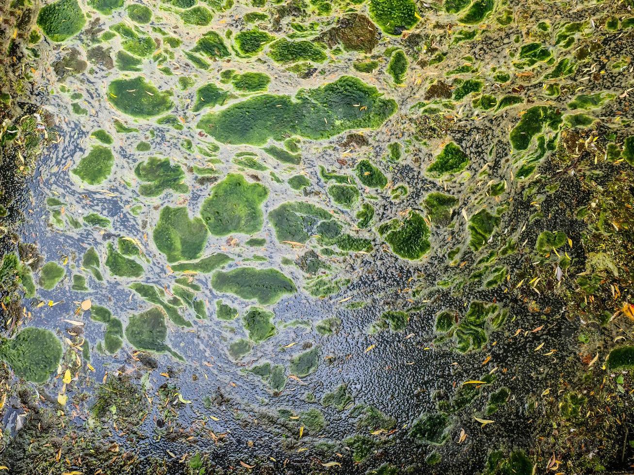 Hintergrundtexturmuster von Algen, die eine dicke Schicht auf der Wasseroberfläche bilden foto