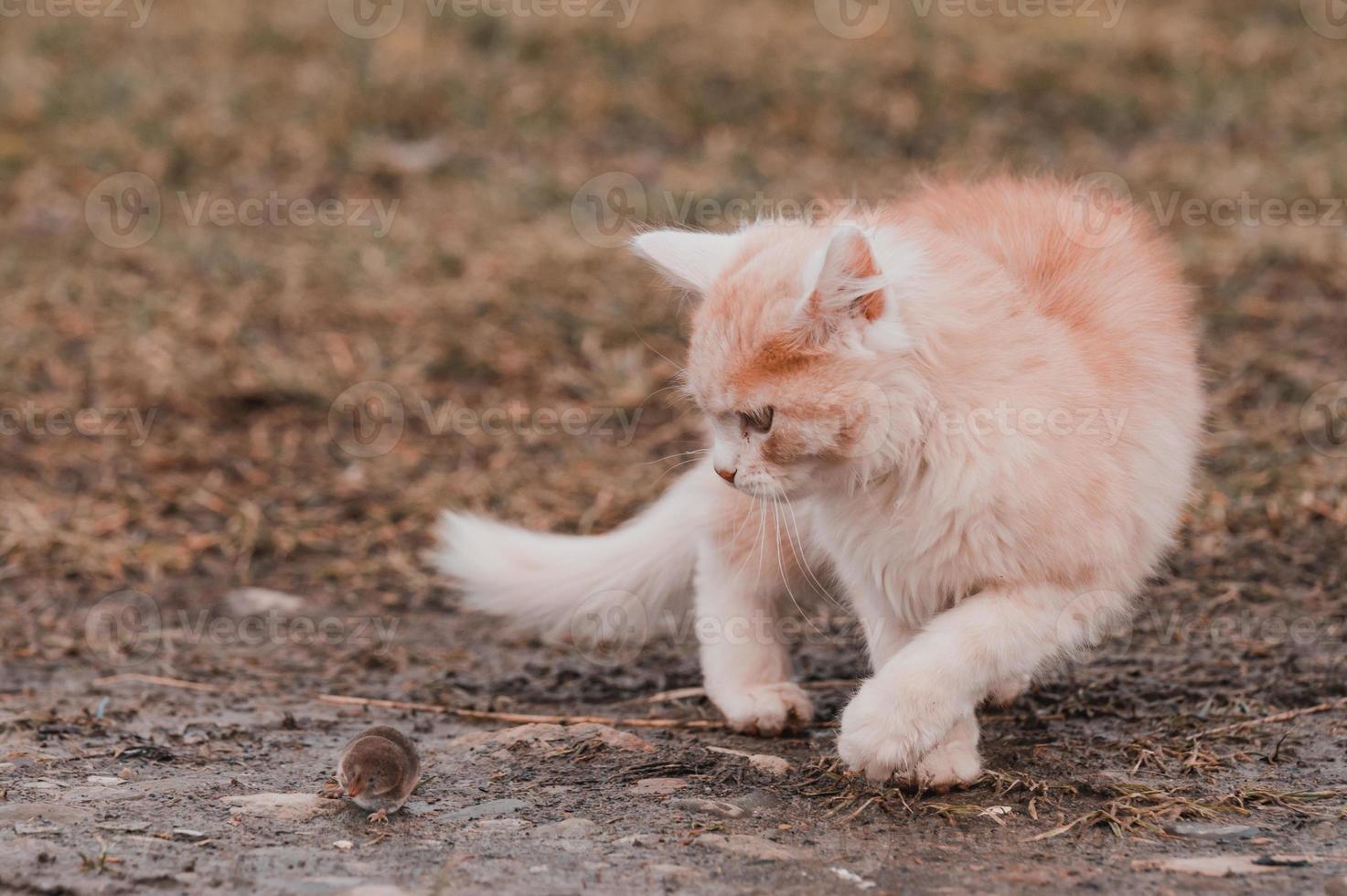 verängstigter Maulwurf und rote Katze, eine Katze, die mit ihrer Beute im Gras spielt, ein natürlicher Instinkt einer Katze. foto