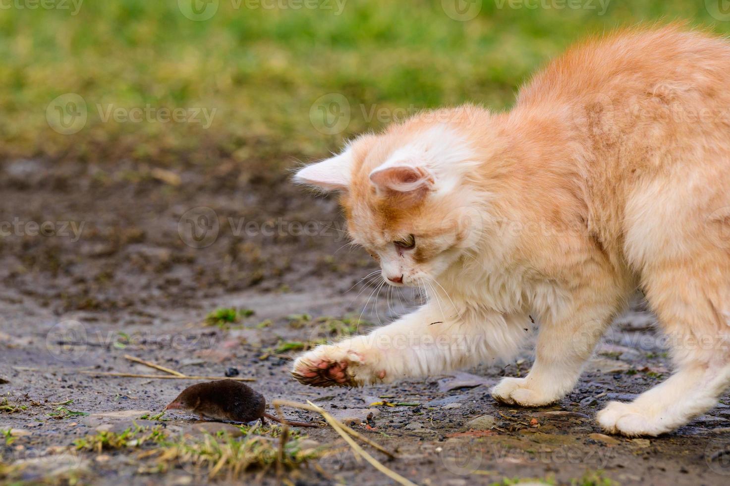 ein hungriges rotes Raubtier spielt mit einem Maulwurf, eine Katze hat einen Maulwurf gefangen. foto