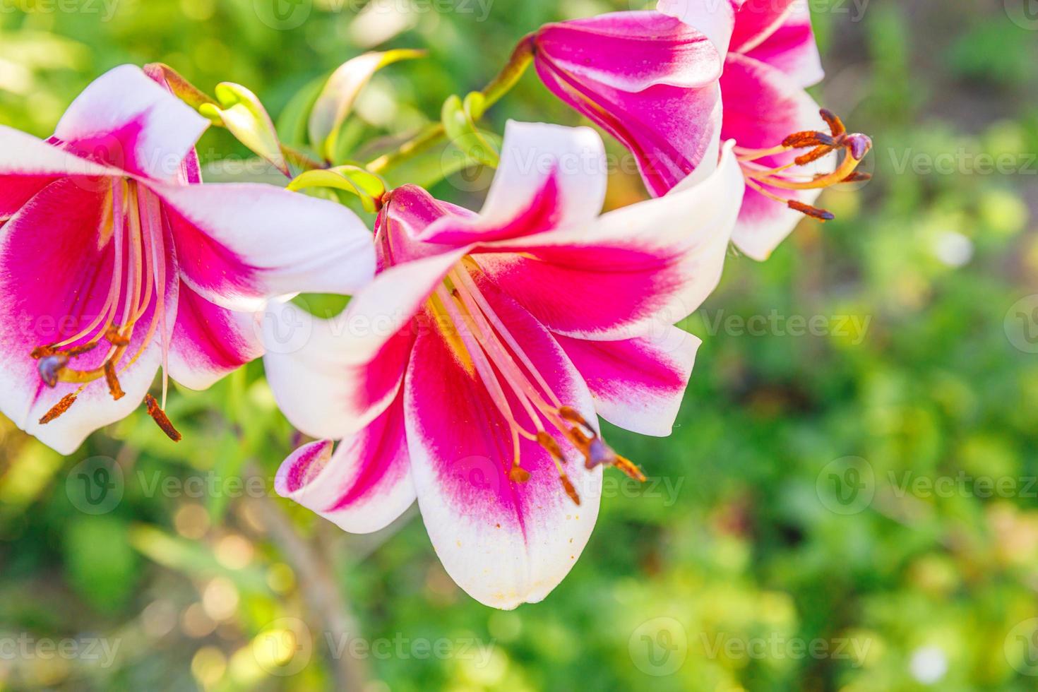 Schöne rosa weiße Lilienblume Nahaufnahme Detail im Sommer. Hintergrund mit Blumenstrauß. inspirierender natürlicher frühlingsblühender garten oder park. Ökologie Naturkonzept. foto