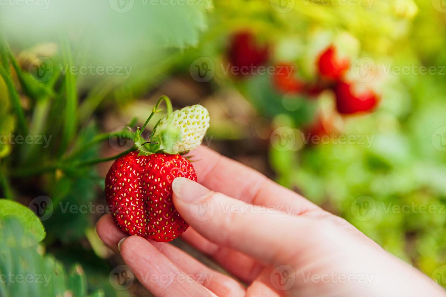 garten- und landwirtschaftskonzept. weibliche landarbeiterin hand, die rote frische reife organische erdbeere im garten erntet. vegane vegetarische Lebensmittelproduktion aus eigenem Anbau. Frau pflückt Erdbeeren auf dem Feld. foto