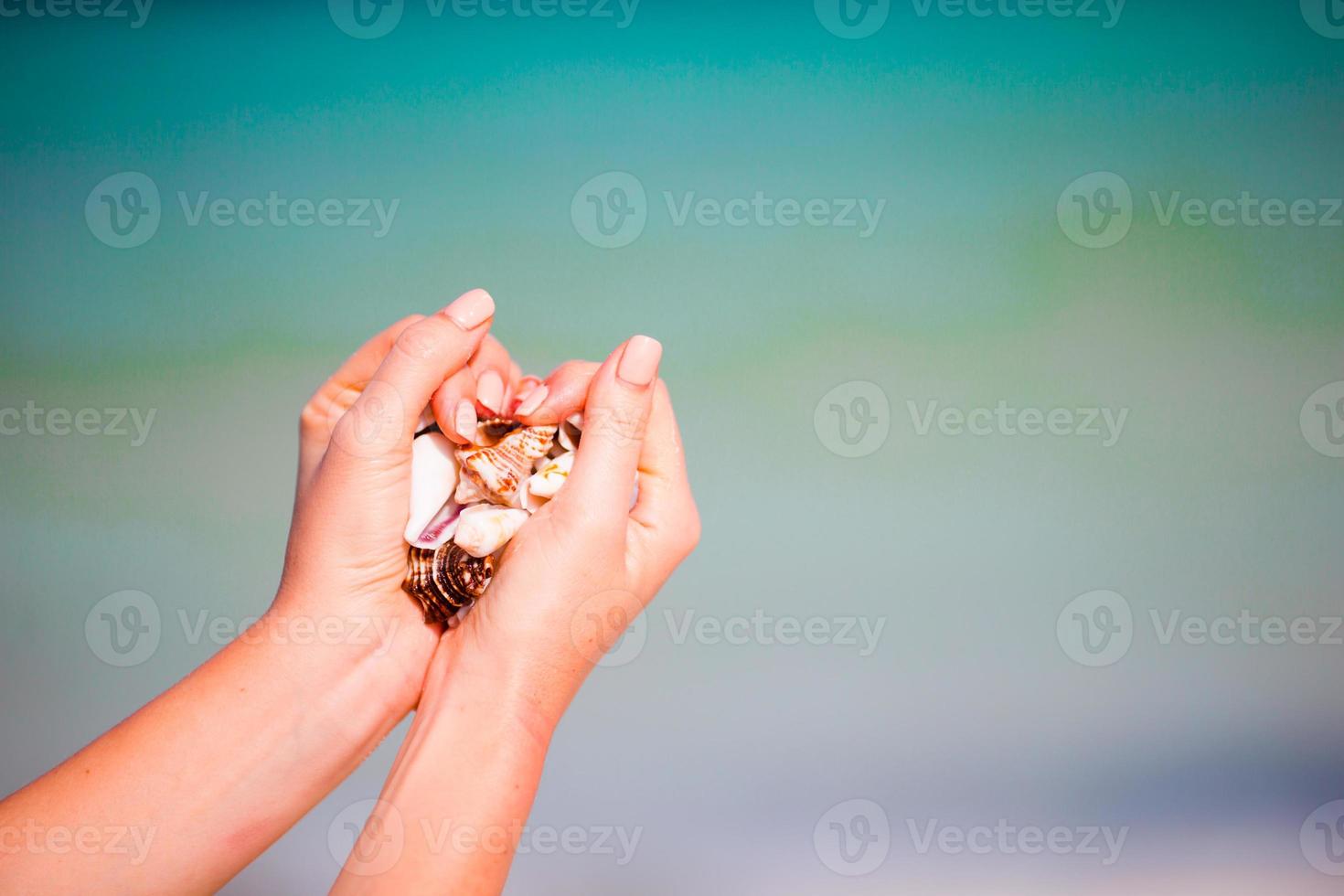 Nahaufnahme von Händen, die verschiedene schöne Muscheln halten foto