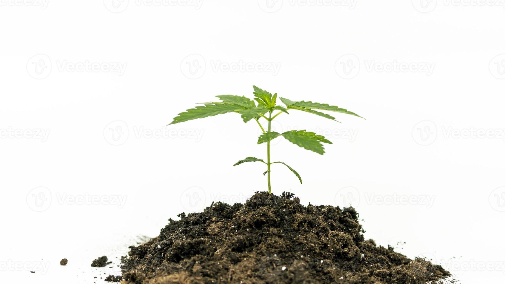 Nahaufnahme einer jungen medizinischen Marihuana-Pflanze, die im Boden wächst, isoliert auf weißem Hintergrund. Cannabis-Sprossen. foto